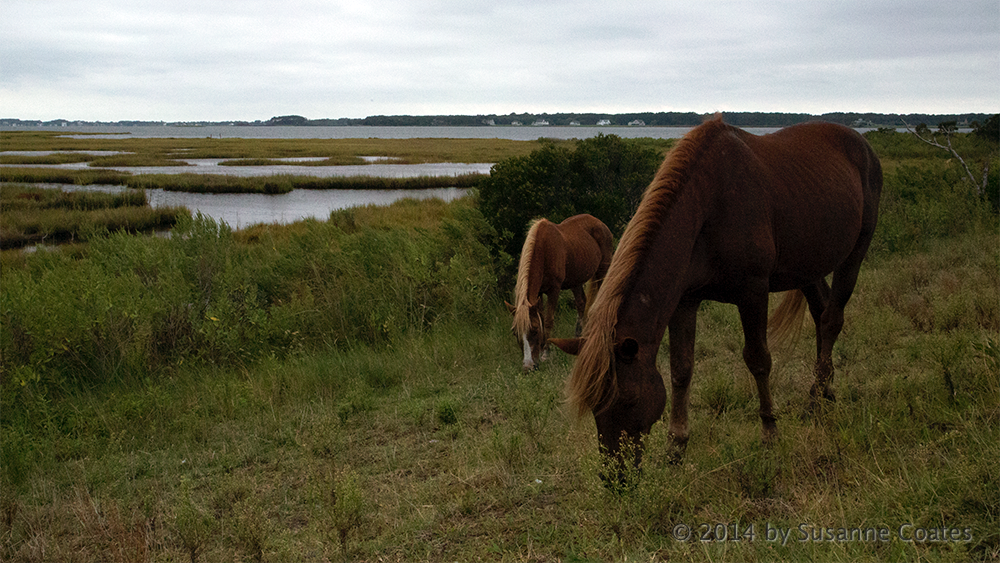 Assateague Island