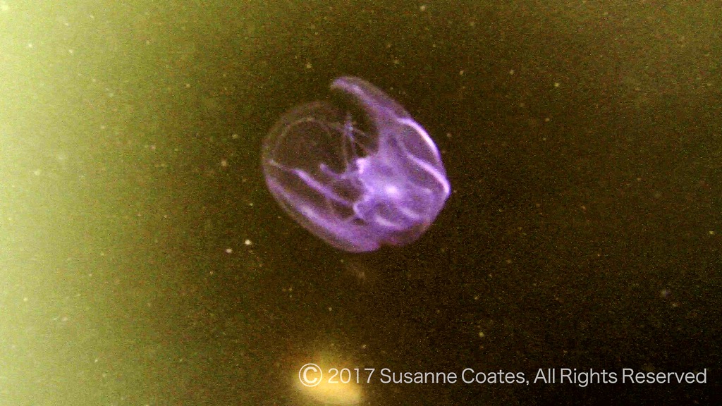 Pink Comb jelly